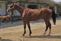 Ȳ�ĸ��� (HWANGHU MAMA) ����