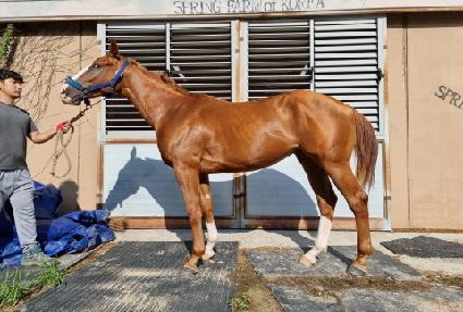 ����ġŸ ����