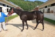 THE BLACK QUEEN picture