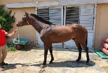 ���ǰ� (BURUI GEOM) ����