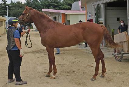 ���ϵ�轺 ����