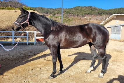 ���ν�Ÿ ����