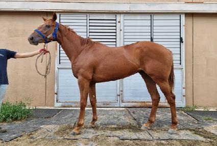 �׸����İ� ����