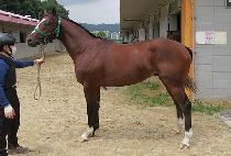 ���è�� (HUIMANG CHAMP) ����