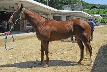 �׸����̾� (GREEN DIA) ����