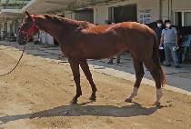 BURUI SINHWA picture