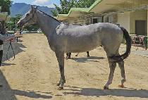 ����ŷ (NAOL KING) ����