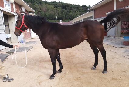 Ʈ���ü��� ����