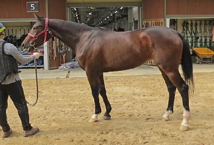 ���������� ����