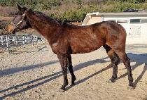 ���� (MA GUN) ����