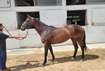 ���̽���Ʈ�� ����