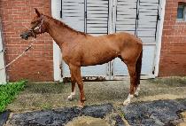 �������� (SEOGWI CHUKJE) ����