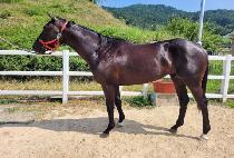 ��õ�ַ��̿� (YEONGCHEON SOLEMIO) ����