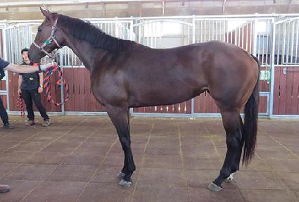 �����Ǿ�ħ ����