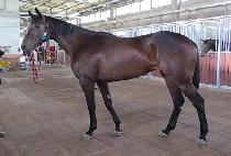 õ���� (CHEONEUNCHONG) ����