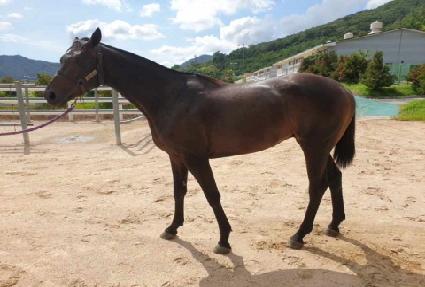 ����Ʈ���� ����