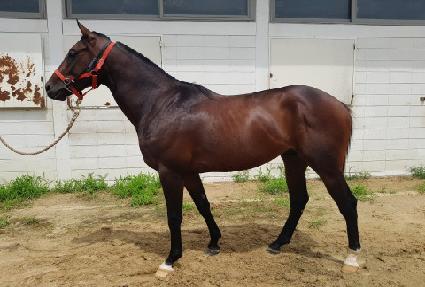 �����ý�ŸƮ ����