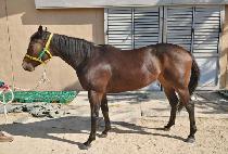 �ູ���Ծ� (HAENGBOKAN HAMAN) ����