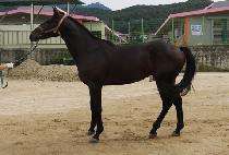 ���̽��Ŀ�Ǯ (ACE POWERFUL) ����