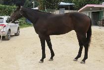 ��پƸ����� (VIVA AMADOS) ����