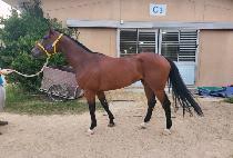 ������ŷ��Ÿ (B.K. KING STAR) ����