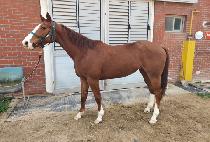 ��׹��� (MORNING MUSE) ����