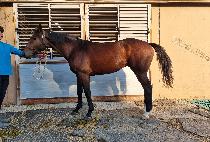 �˷�ŷ���� (ALEC KING IJI) ����