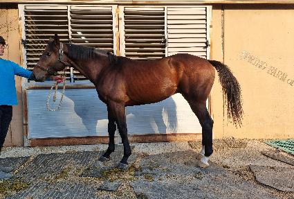 �˷�ŷ���� ����