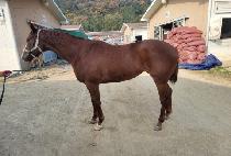 ����Ư�� (SEOBU TEUKGEUP) ����