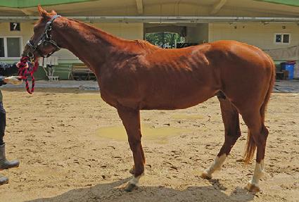 ���̽��轺 ����