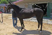 LEGEND SOCKS picture