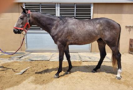 ����ī�̷� ����