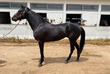 ������ ����