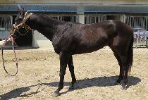 �۷ι����� (GLOBAL MAGIC) ����