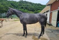 SAJEON TONGBO picture