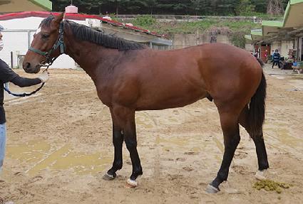 ��������帲 ����