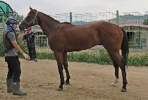 �����÷��� (THUNDER FLASH) ����