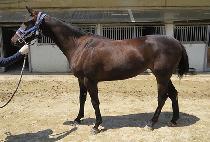 ��´��Ƹ��� (RAON THE ARIA) ����