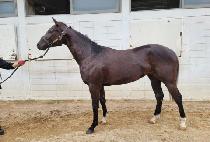 �ݾ����Ƿν� (GEUMA ZEPHYROS) ����