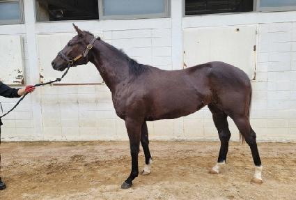 �ݾ����Ƿν� ����