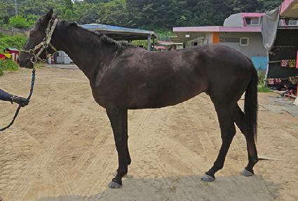 ���ø�Ʈ��Ű ����