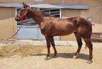 �Ƶ����ڶ� (ADELE STELLA) ����