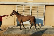 �׷��̷��� (GREY RULES) ����