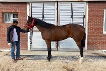 �Ž�Ʈ���� (PAX TRAIN) ����