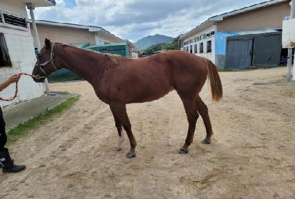 ���Ϻ�ʽ� ����