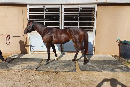 ������ ����