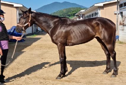 ���ķ�� ����