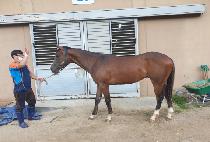 �ػ罺���� (TEXAS MONSTER) ����