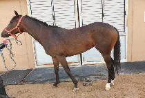 ���꽺Ÿ (NANSAN STAR) ����