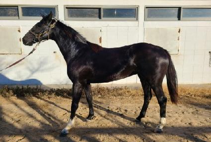 �������� ����